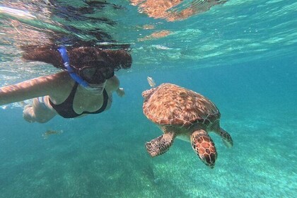 Costa maya ,snorkeling tours on reefs, with fish and sea turtles