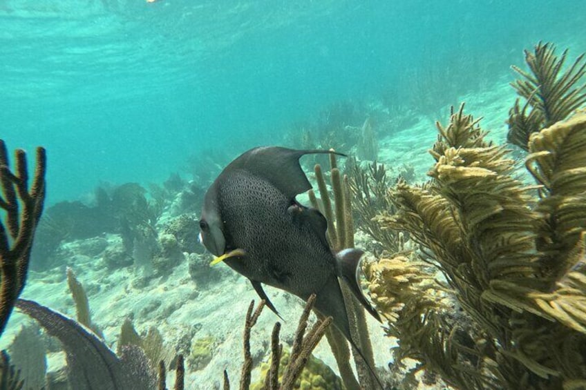 Costa maya ,snorkeling tours with turtles and reef