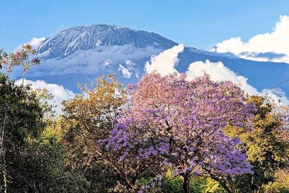 モシ シティ ツアー : キリマンジャロの麓を徒歩で探索