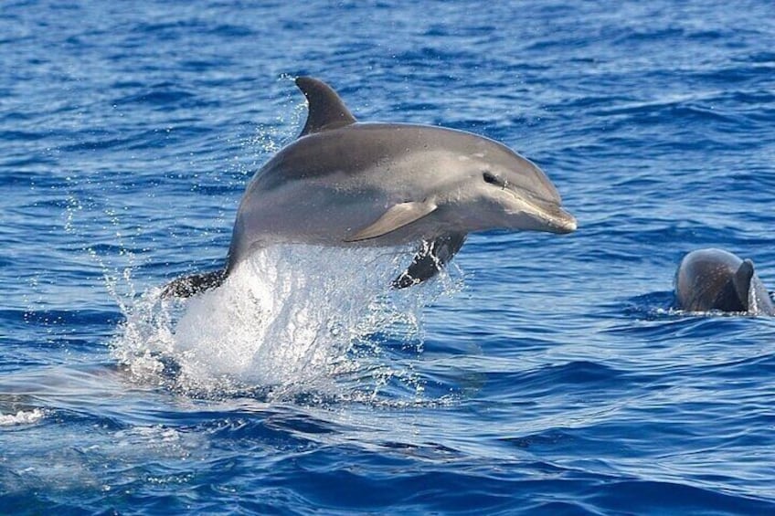 Boat excursion to watch dolphins on the island of Figarolo