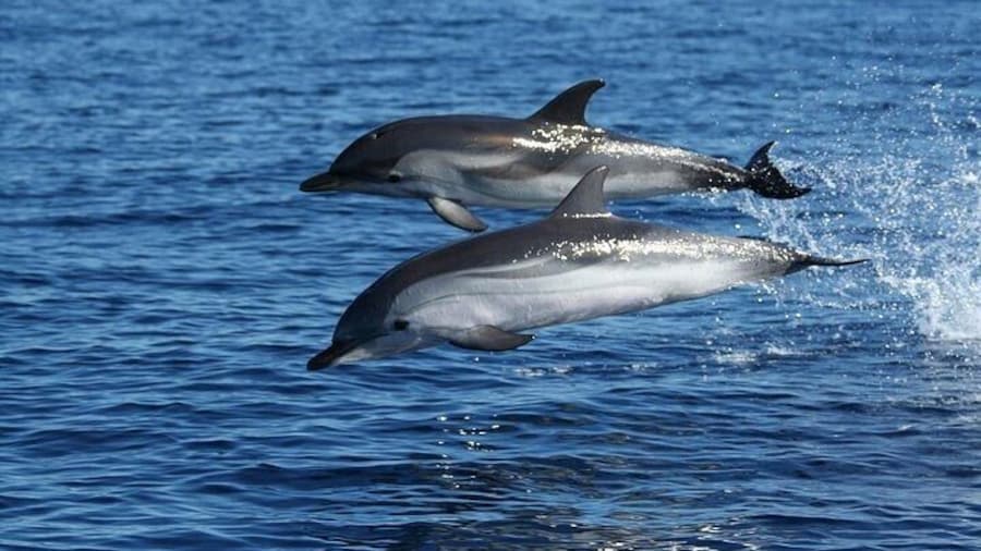 Boat excursion to watch dolphins on the island of Figarolo