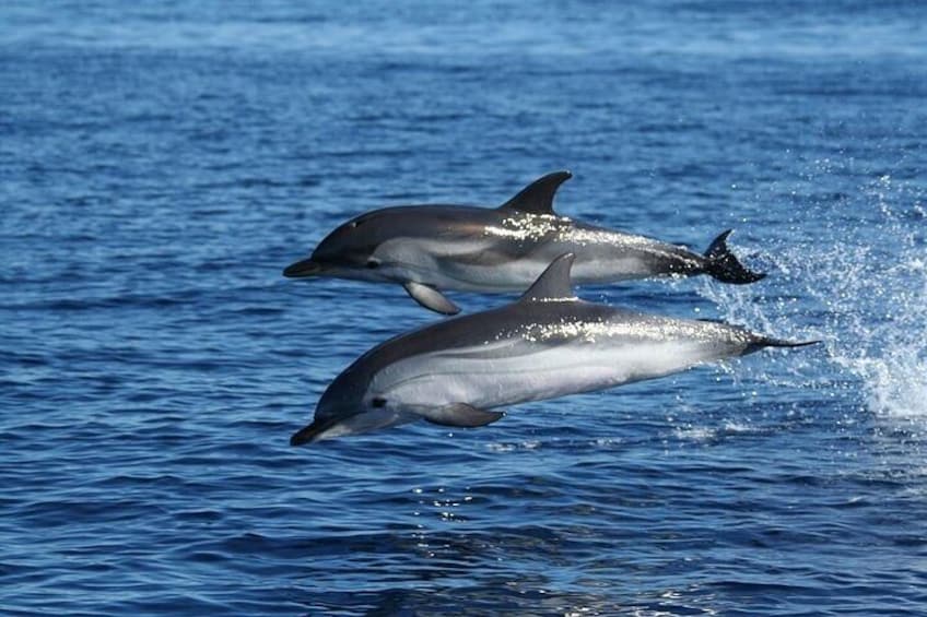 Boat excursion to watch dolphins on the island of Figarolo