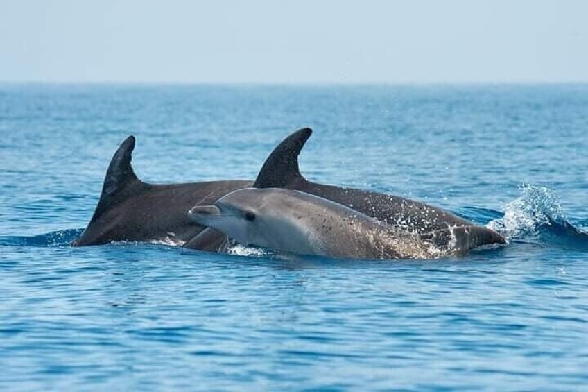Boat excursion to watch dolphins on the island of Figarolo