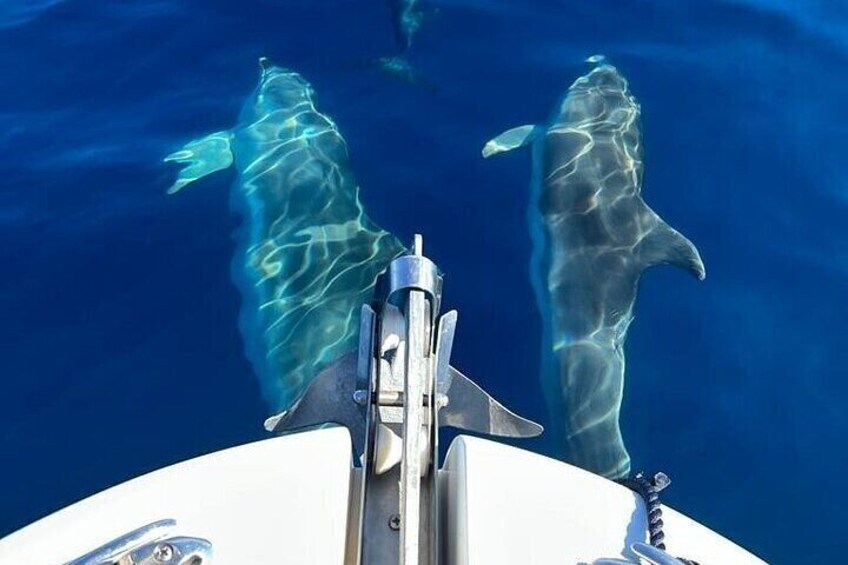 Boat excursion to watch dolphins on the island of Figarolo