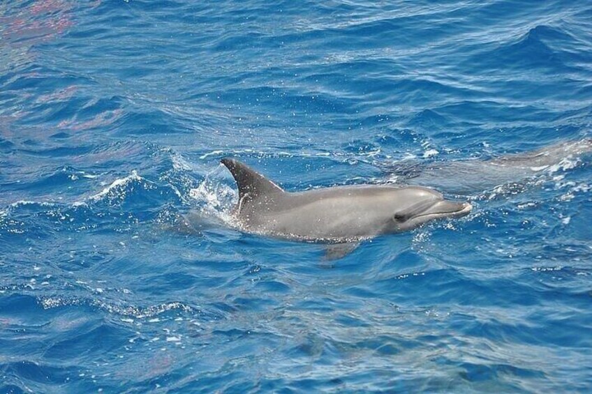 Boat excursion to watch dolphins on the island of Figarolo