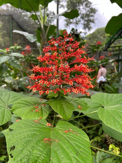 Picture 18 for Activity Panama City: Soberania National Park Private Rainforest Hike