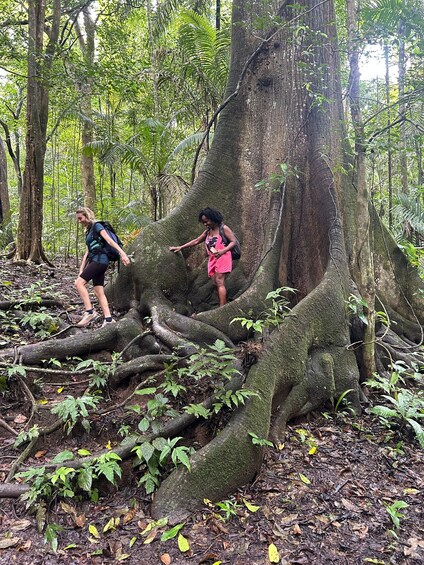 Picture 12 for Activity Panama City: Soberania National Park Private Rainforest Hike