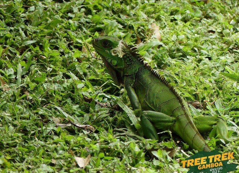 Picture 13 for Activity Panama City: Soberania National Park Private Rainforest Hike