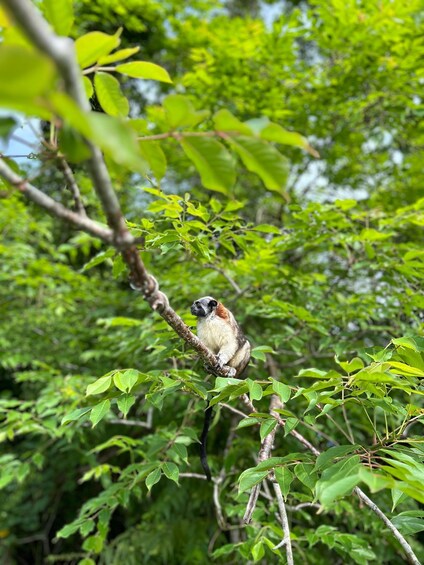 Picture 7 for Activity Panama City: Soberania National Park Private Rainforest Hike