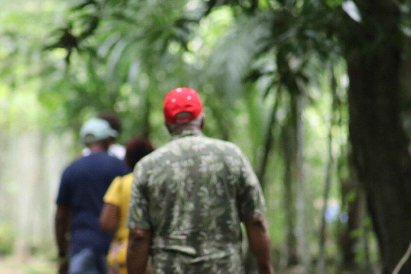 Picture 9 for Activity Panama City: Soberania National Park Private Rainforest Hike