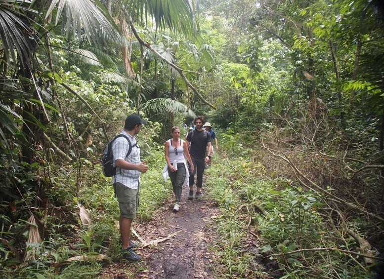 Picture 4 for Activity Panama City: Soberania National Park Private Rainforest Hike