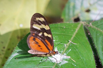 Panama Stad: Soberania Nationaal Park privéwandeling door het regenwoud