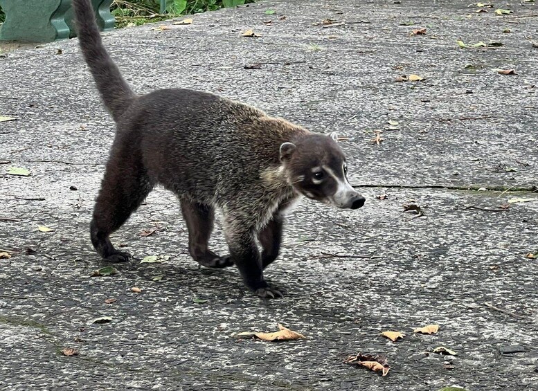 Picture 3 for Activity Panama City: Soberania National Park Private Rainforest Hike