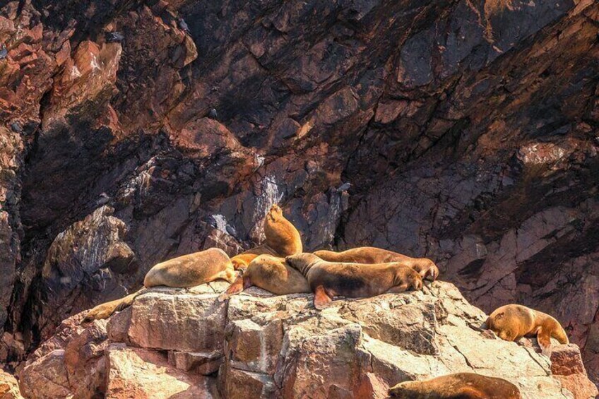 Ballestas Islands - Sea Lions