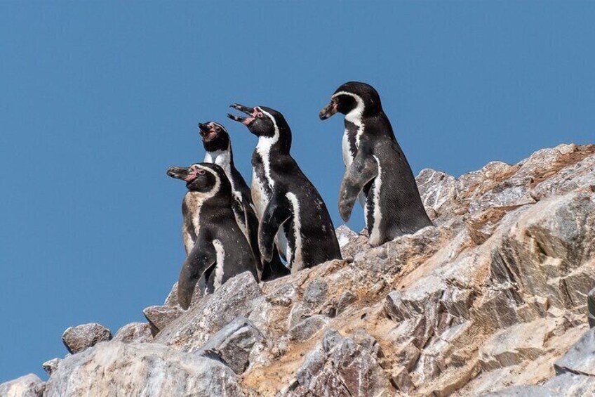 Ballestas Islands - Humboldt Penguins