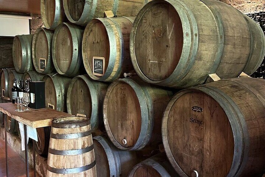 Authentic wine experience: wine and olive oil tasting with lunch