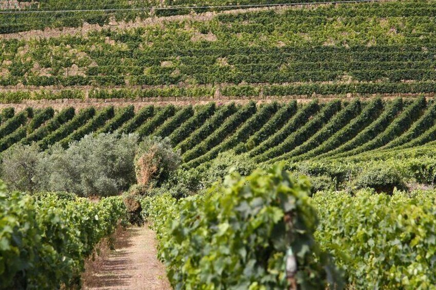 Full-Day Tour with Lunch and Wine Tastings in Portugal