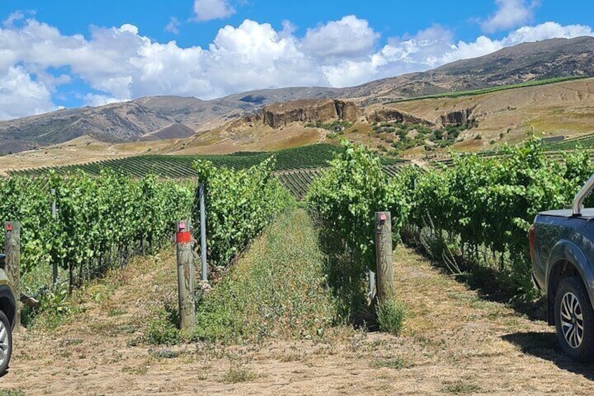 Summer day in the vineyard