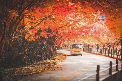 Autumn Naejangsan National Park Day Tour from Busan