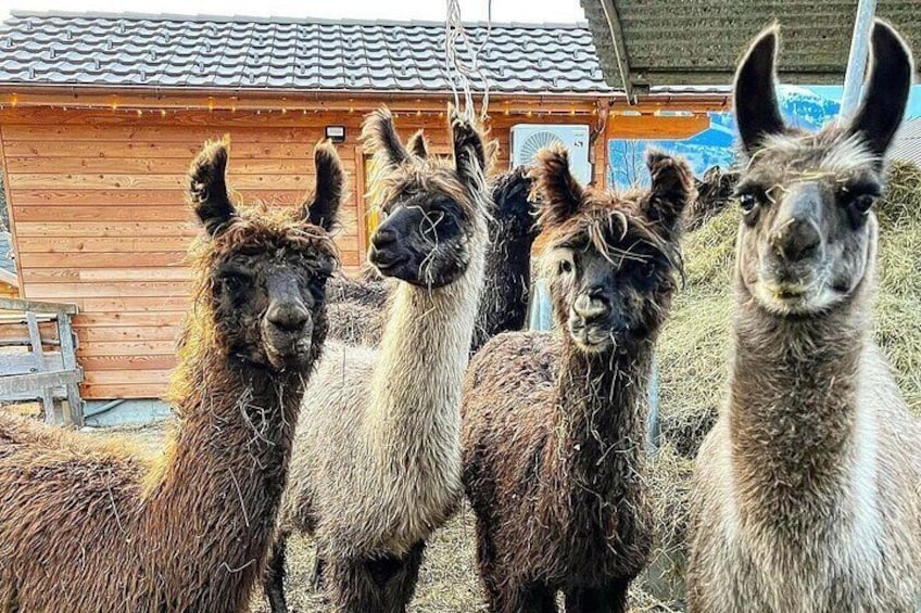 Llama hike with homemade, traditional cheese fondue