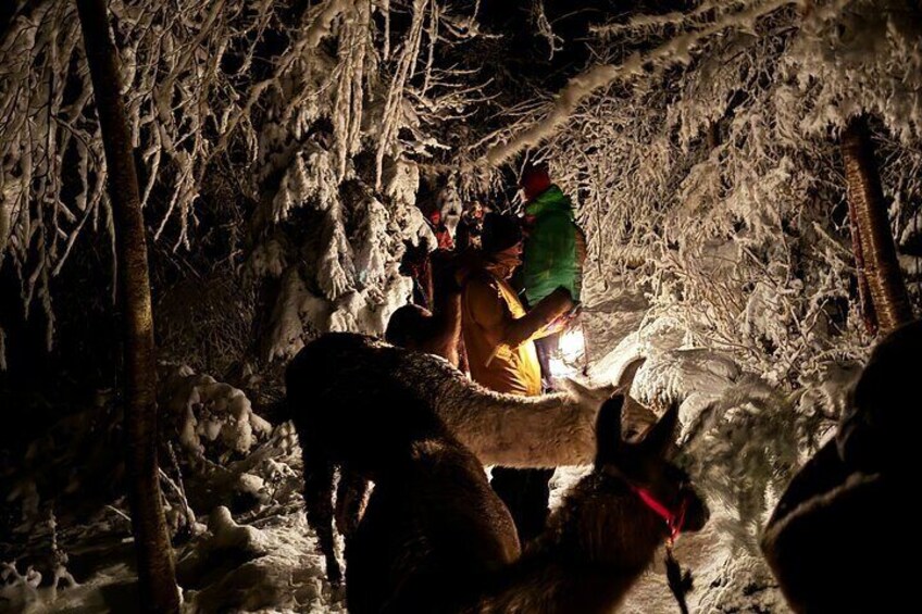 Llama hike with homemade, traditional cheese fondue