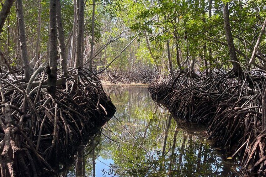 Lembongan Mangrove