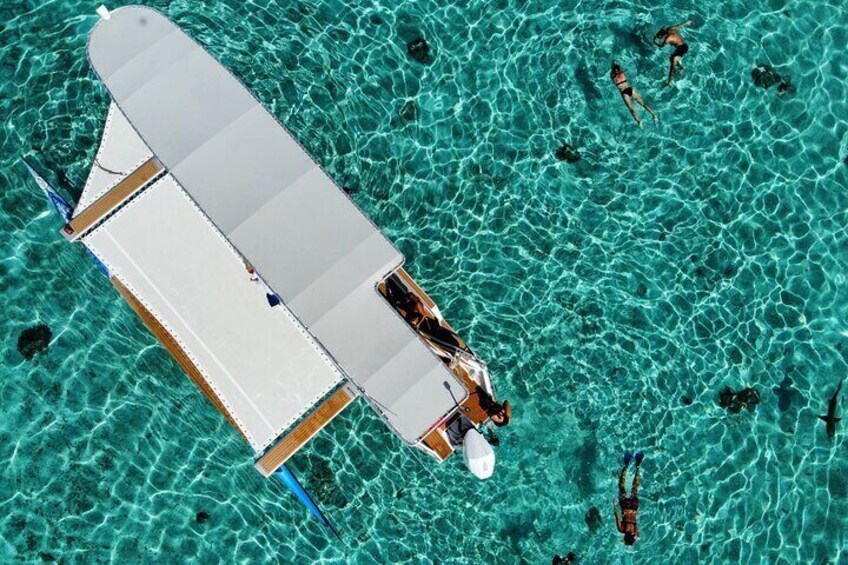 Snorkeling sharks