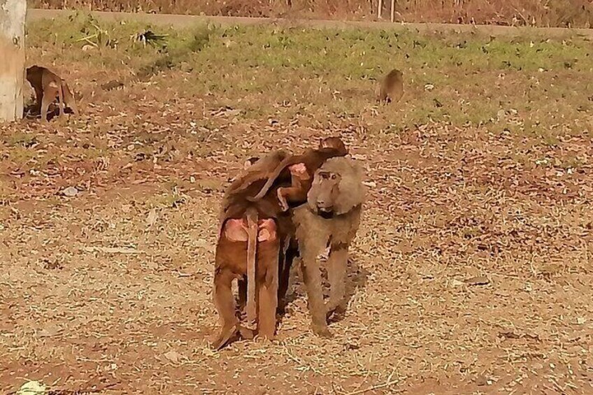 3 Days Private Tour in Mole National Park at Zaina Lodge