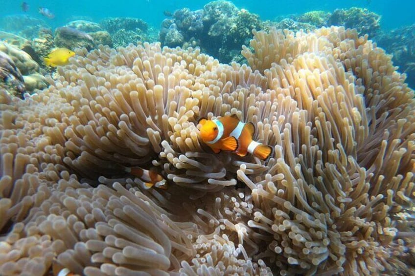 Full-Day Pulau Redang Snorkeling and Island Hopping Guided Tour