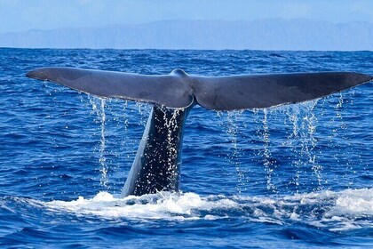 Whale and Dolphin Watching Tour - Funchal
