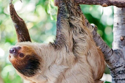 Zipline and Sloth Sanctuary Private Tour