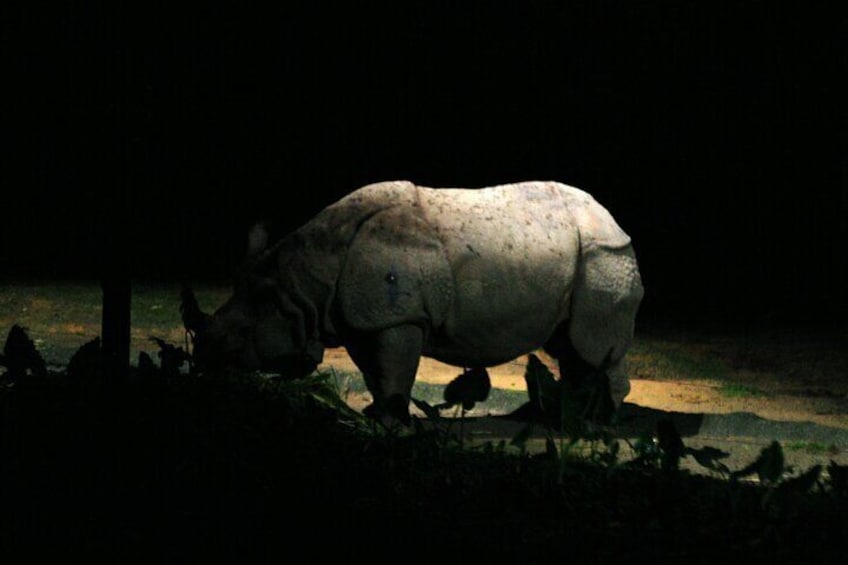 Singapore Night Safari Admission ( world’s first nocturnal park)