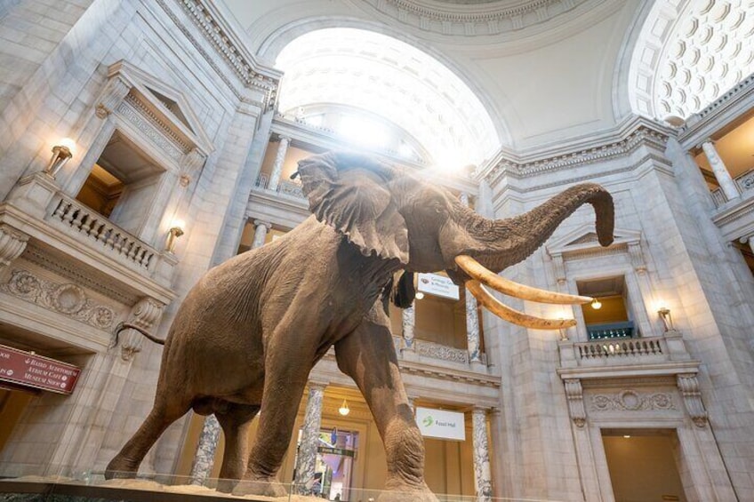 Smithsonian Highlights Walking Tour w/ Reserved Air & Space Entry