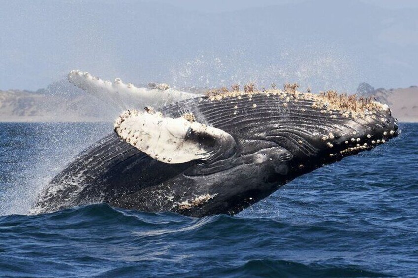 Uvita: Whalewatching Experience in Costa Rica