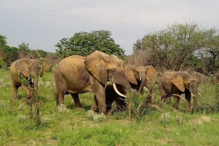 Elephants in Maputo National Park
