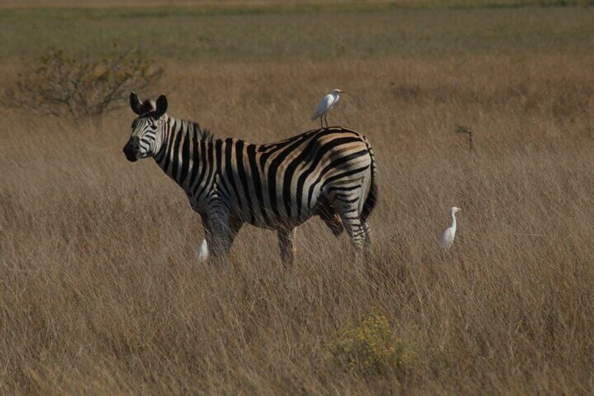 Zebra
