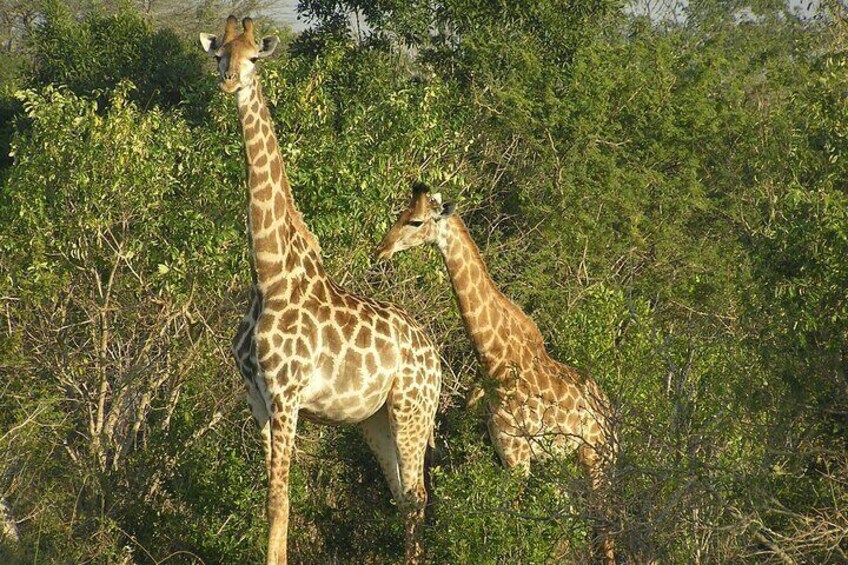 Giraffes