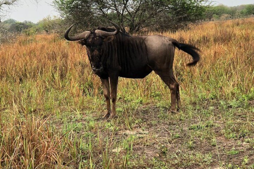 Wildebeest