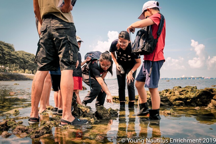 Young Nautilus Nature Walks: Unravelling Wildlife Mysteries