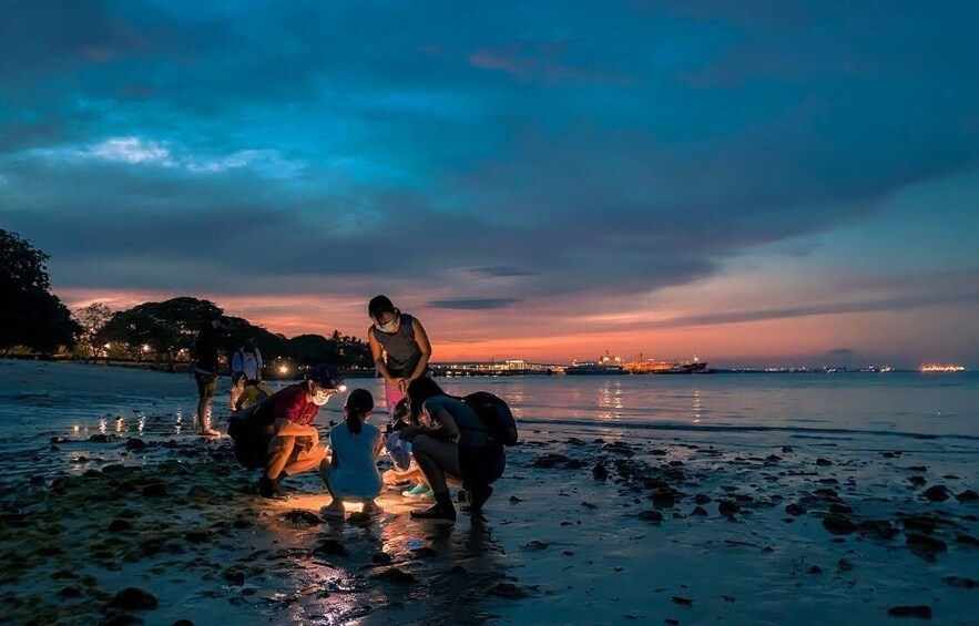 Young Nautilus Nature Walks: Unravelling Wildlife Mysteries