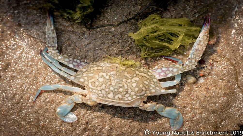 Young Nautilus Nature Walks: Unravelling Wildlife Mysteries