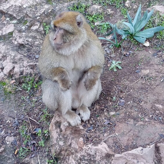 Picture 8 for Activity Full Day Trip To Ouzoud Waterfalls (Guide Hik & Boat option)