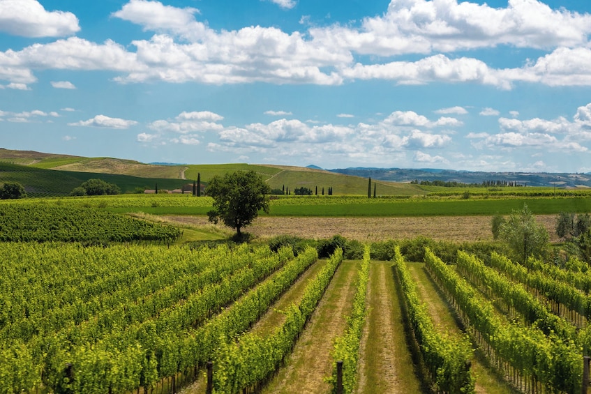Medieval Tuscany Experience: Monteriggioni and Val d'Orcia from Florence