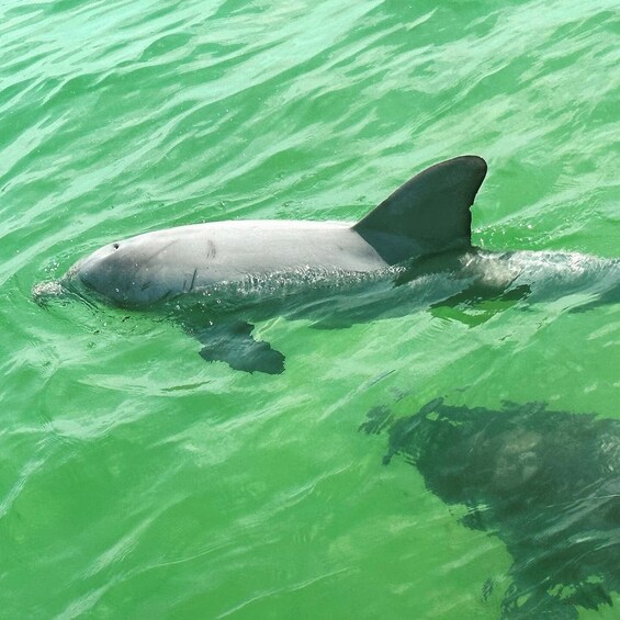 Picture 1 for Activity Clearwater Beach Private Pontoon Tours