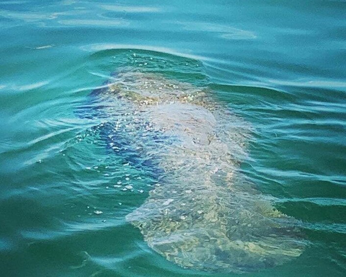 Picture 2 for Activity Clearwater Beach Private Pontoon Tours