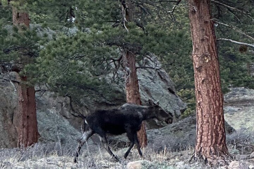 Half-Day Retractable Glass Top Tour in Rocky Mtn National Park