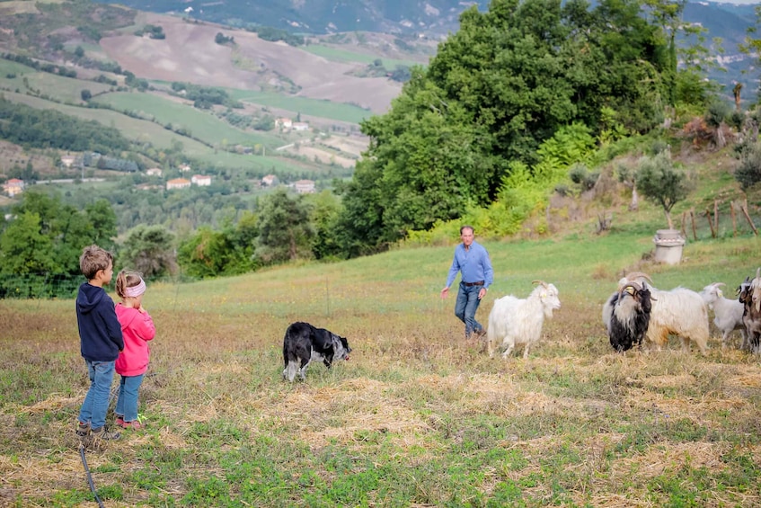 Picture 8 for Activity Rimini: San Leo Cashmere Farm Experience