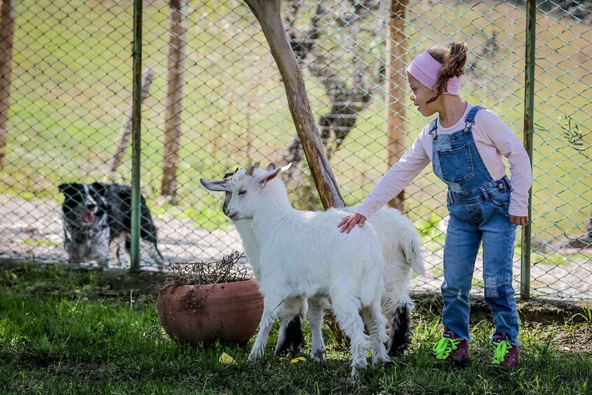 Picture 2 for Activity Rimini: San Leo Cashmere Farm Experience