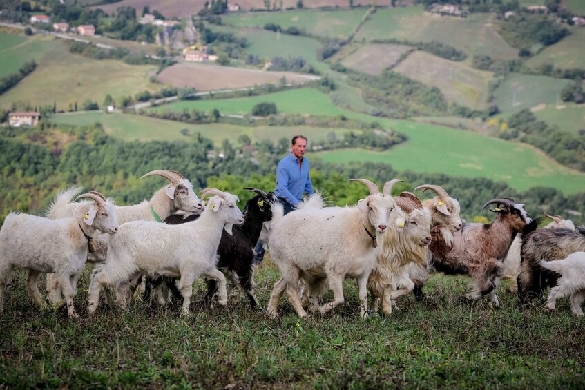 Picture 9 for Activity Rimini: San Leo Cashmere Farm Experience