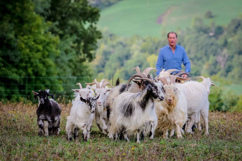 Rimini: San Leo Cashmere Farm Experience